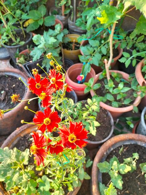 IMG20240824082609 - Septembrie 2024