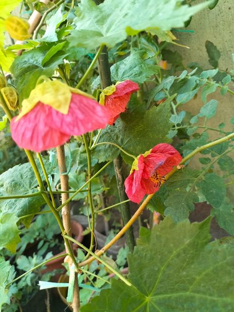 IMG20240816104834 - Septembrie 2024