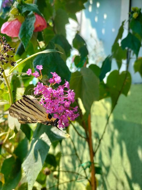 IMG20240816104807 - Septembrie 2024