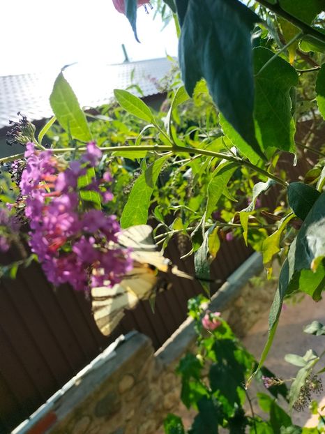 IMG20240816104755 - Septembrie 2024