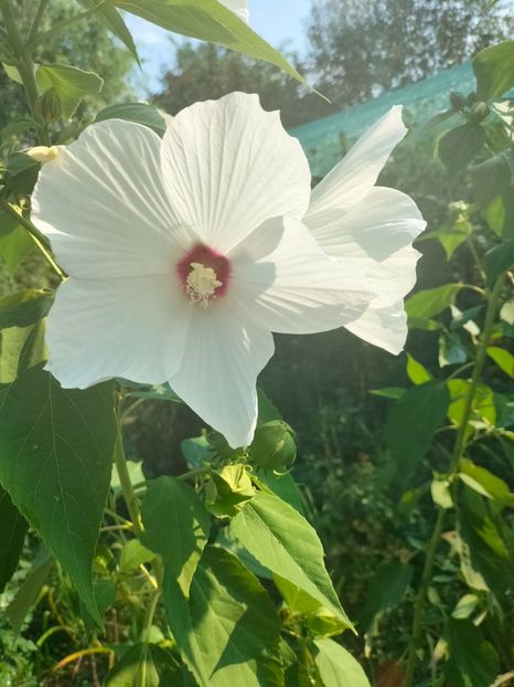 IMG20240816093035 - Septembrie 2024