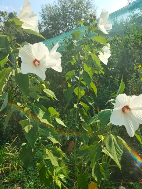 IMG20240816093030 - Septembrie 2024