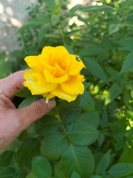 IMG20240812101455 - Septembrie 2024