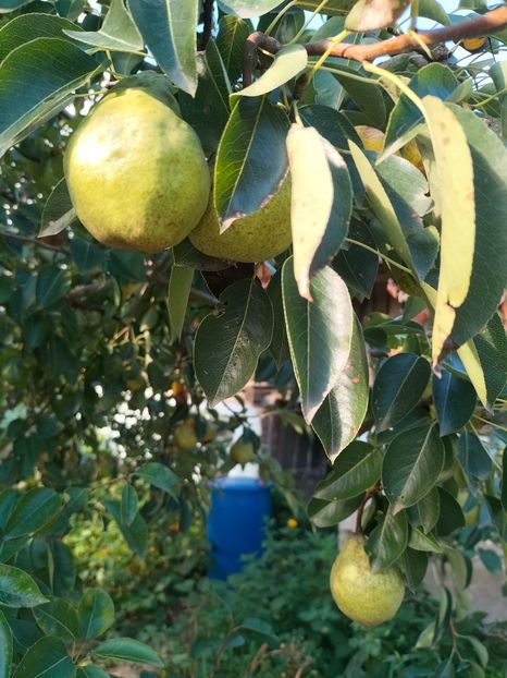 IMG20240810085100 - Septembrie 2024