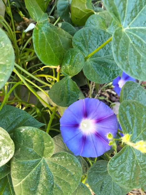 IMG20240810084933 - Septembrie 2024