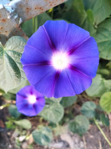 IMG20240810084928 - Septembrie 2024