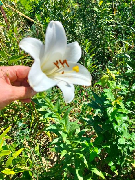 IMG20240808105718 - Septembrie 2024