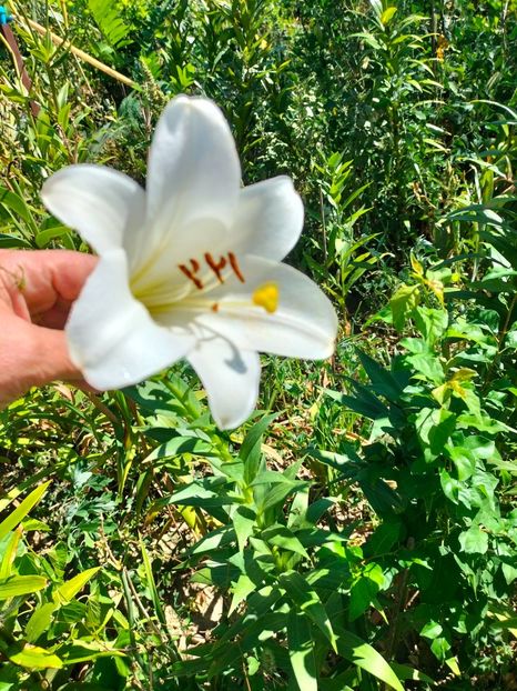 IMG20240808105716 - Septembrie 2024