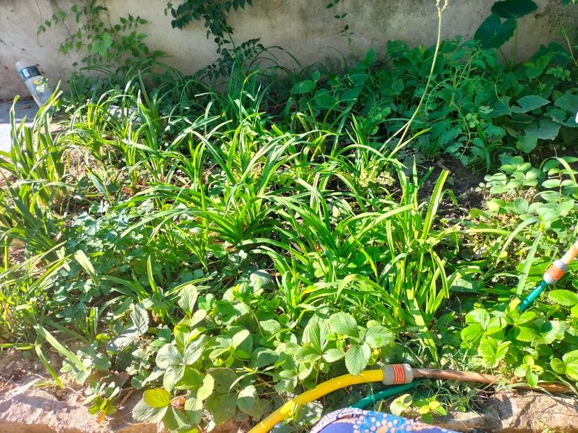 IMG20240808091906 - Septembrie 2024