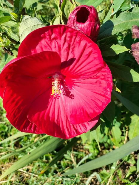 IMG20240729100359 - Septembrie 2024