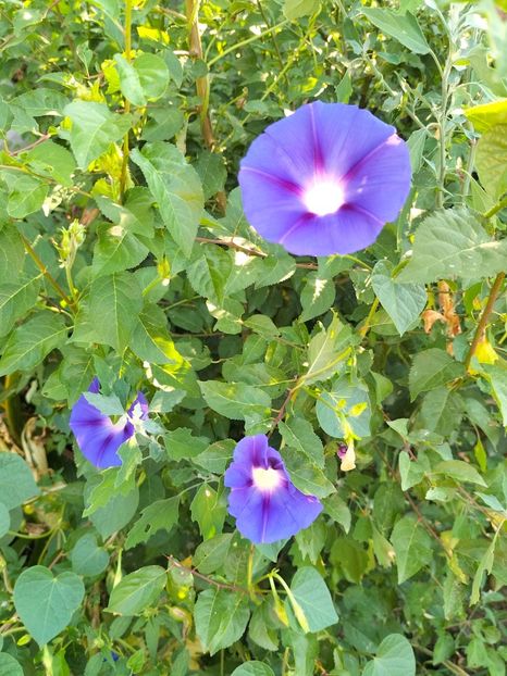 IMG20240729081519 - Septembrie 2024