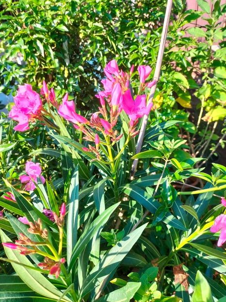 IMG20240729081448 - Septembrie 2024