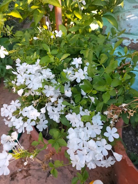 IMG20240729081330 - Septembrie 2024