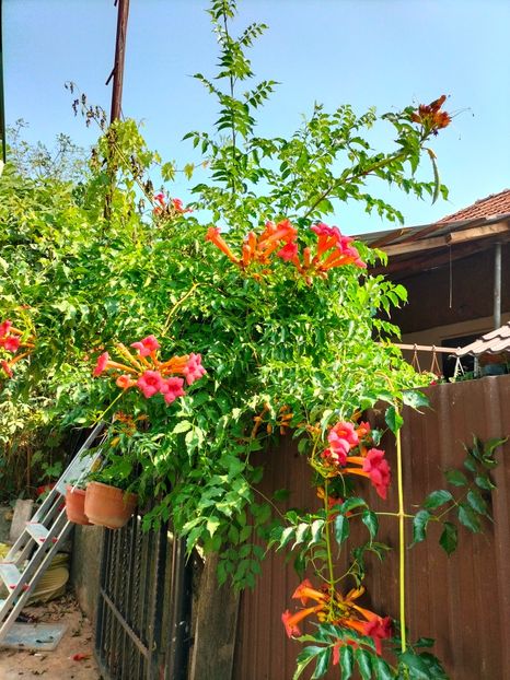 IMG20240725102658 - Septembrie 2024