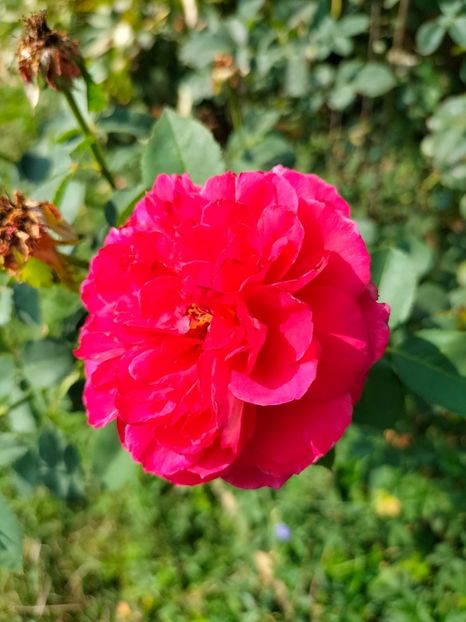 IMG20240725102039 - Septembrie 2024