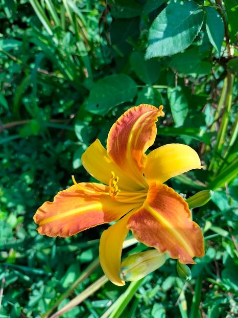 IMG20240725101724 - Septembrie 2024