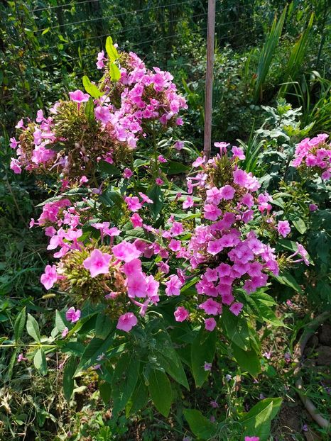 IMG20240725101649 - Septembrie 2024