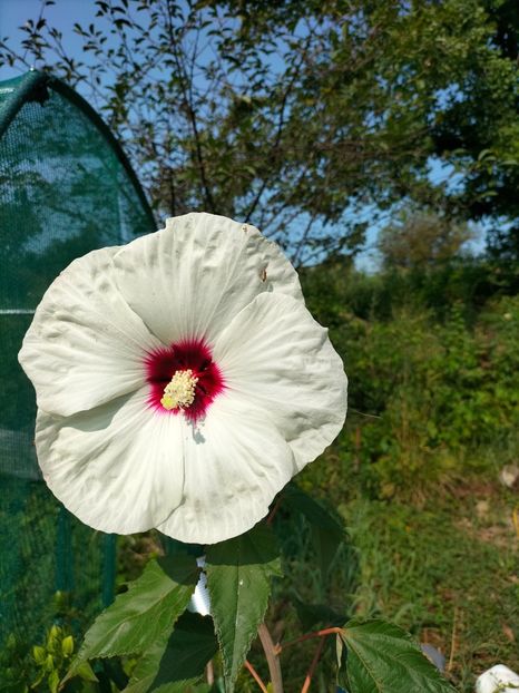 IMG20240725101622 - Septembrie 2024