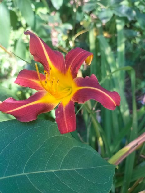 IMG20240715114942 - Septembrie 2024