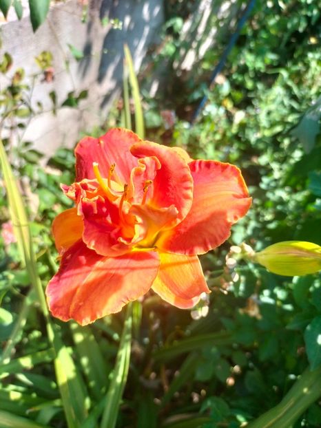 IMG20240715114831 - Septembrie 2024