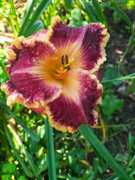 IMG20240715085710 - Septembrie 2024