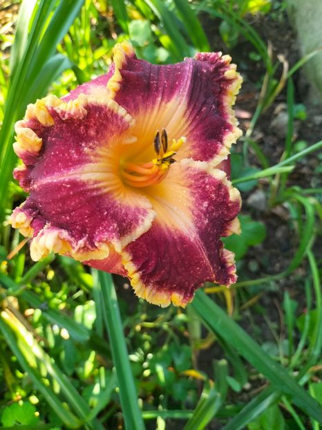 IMG20240715085704 - Septembrie 2024