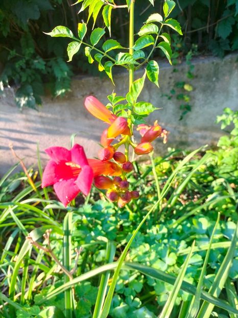 IMG20240715075917 - Septembrie 2024