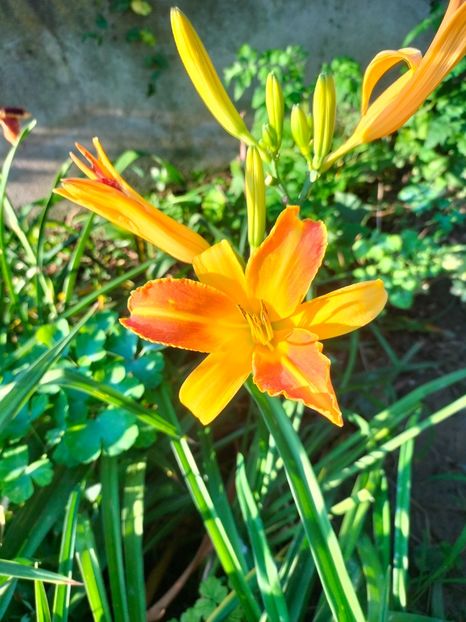 IMG20240715075914 - Septembrie 2024