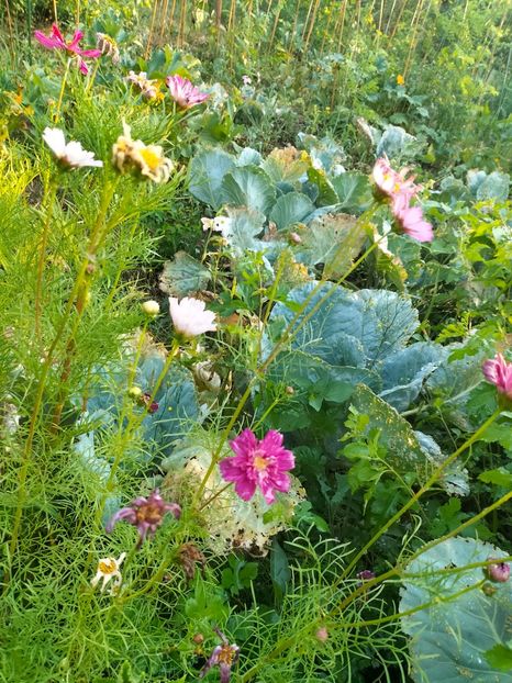 IMG20240715072320 - Septembrie 2024