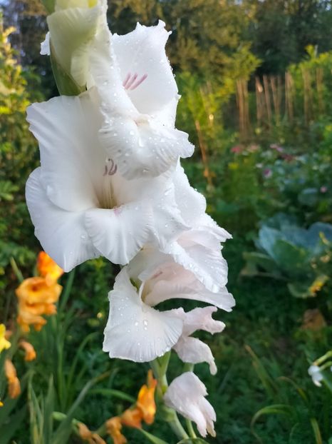 IMG20240715072301 - Septembrie 2024