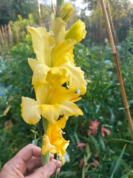 IMG20240715072258 - Septembrie 2024