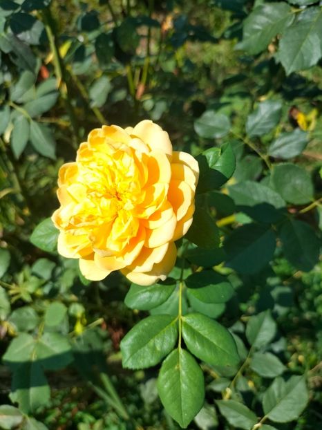 IMG20240713111631 - Septembrie 2024