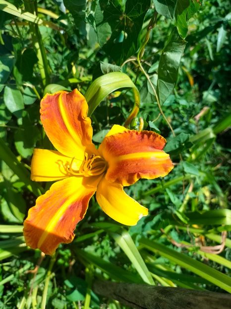 IMG20240713111508 - Septembrie 2024