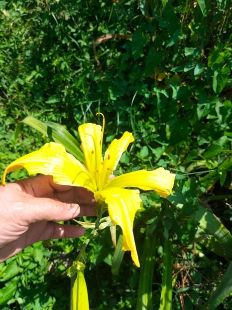 IMG20240713111444 - Septembrie 2024