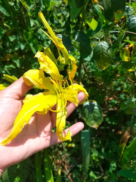 IMG20240713111440 - Septembrie 2024