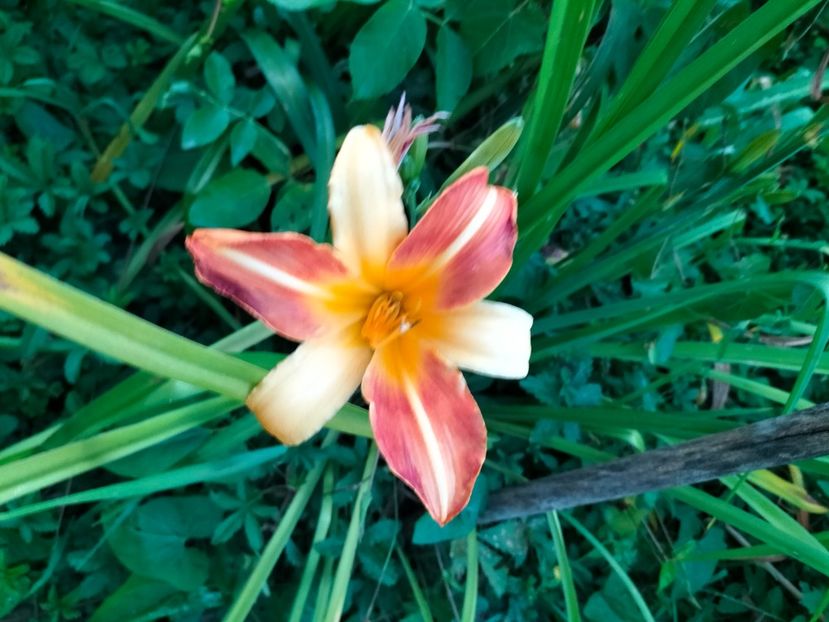 IMG20240712211158 - Septembrie 2024