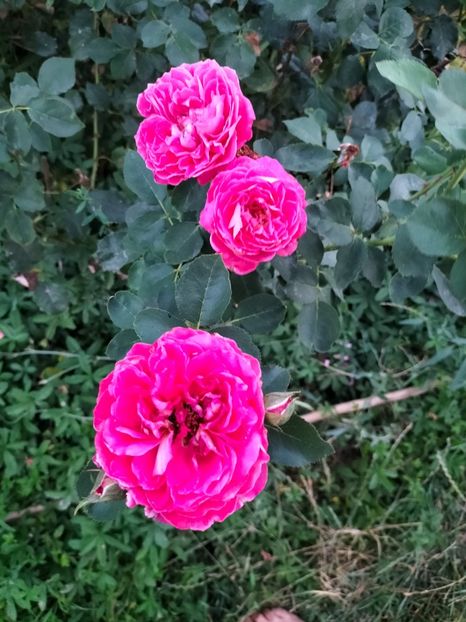 IMG20240712210924 - Septembrie 2024