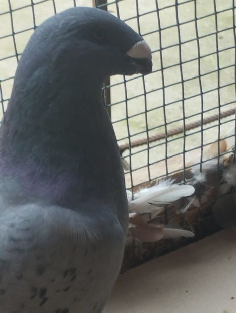  - Americani Show Racer