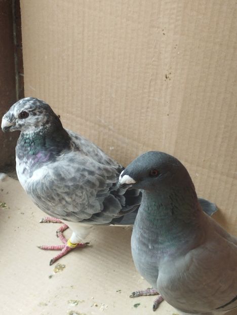  - Americani Show Racer