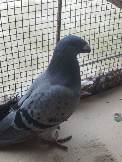  - Americani Show Racer