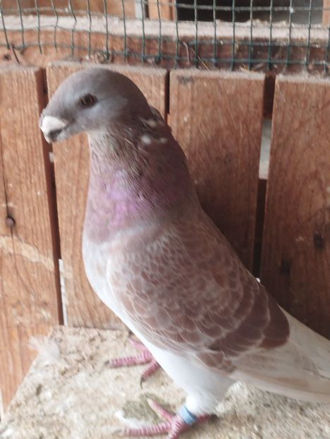  - Americani Show Racer