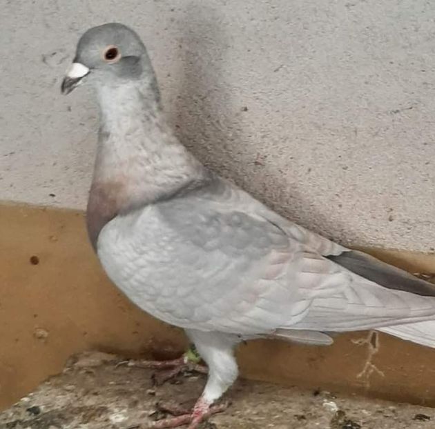  - Nu îmi aparțin 7