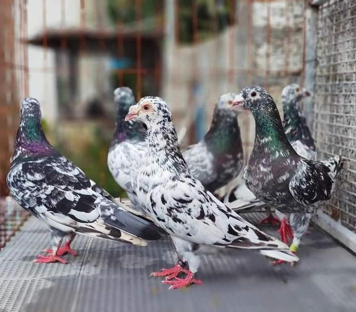  - Nu îmi aparțin 7