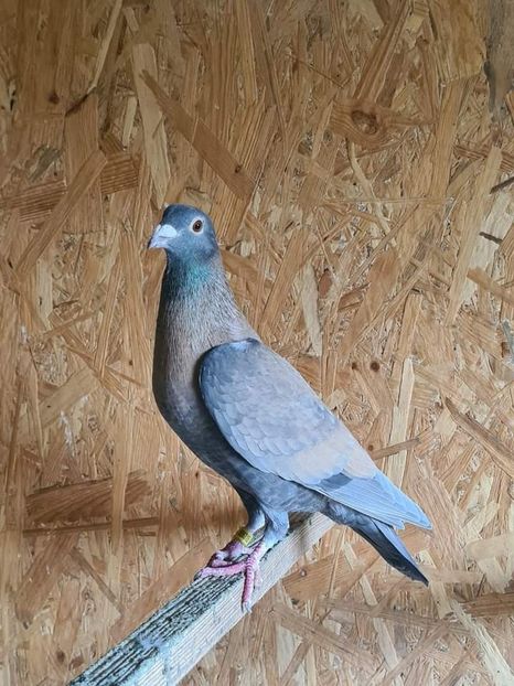  - Nu îmi aparțin 7