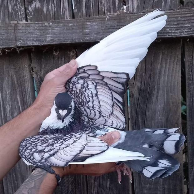  - Nu îmi aparțin 7