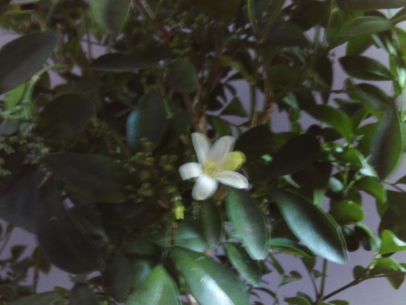 Multa,nespus de multa gingasie si rafinament! - 2024