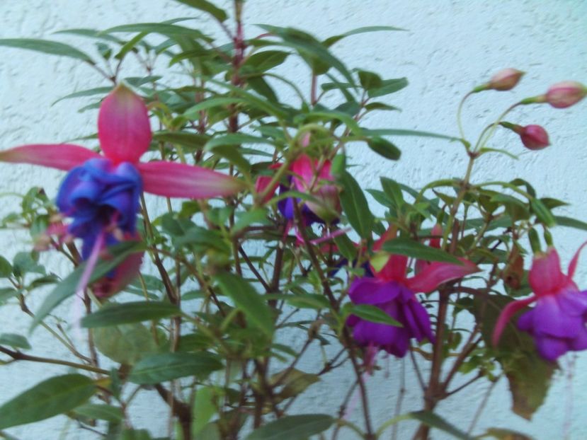 Multumiri si urari de bine, - 2024