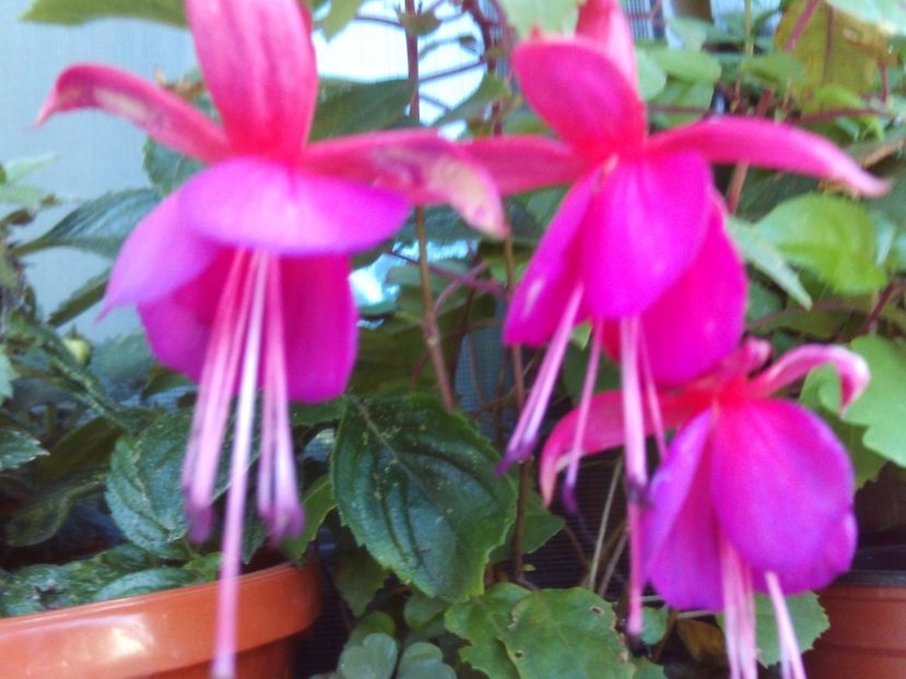 domnule Marin! - 2024