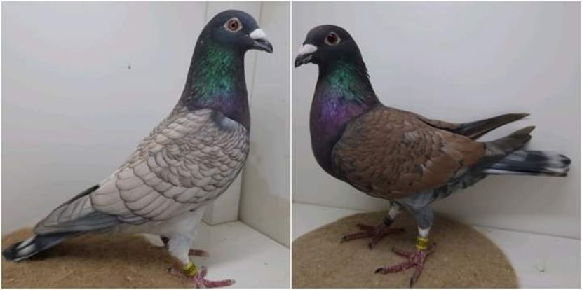  - Nu îmi aparțin 7