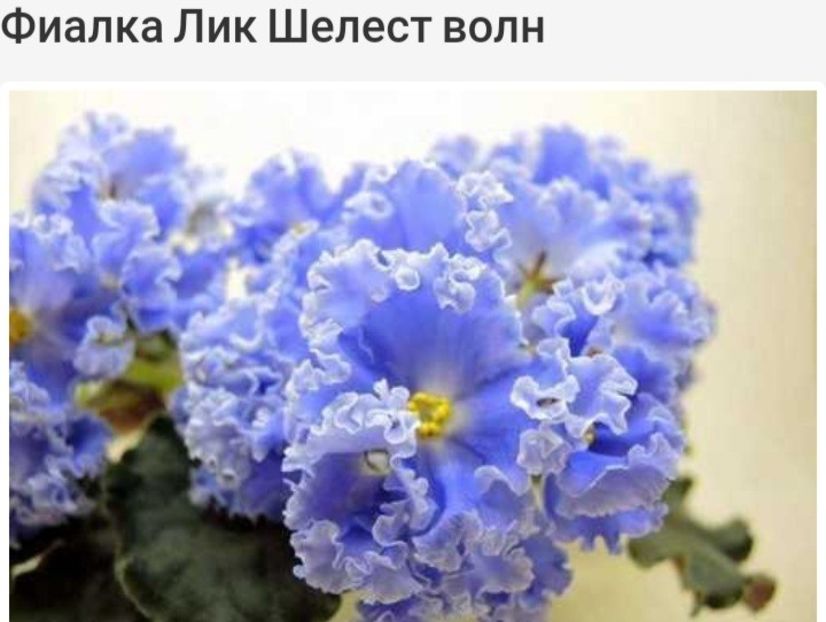Poza net - LIK-Shelest Voln